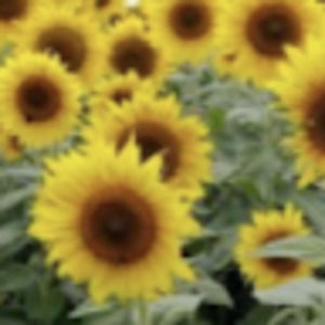 Meet your Posher, Race